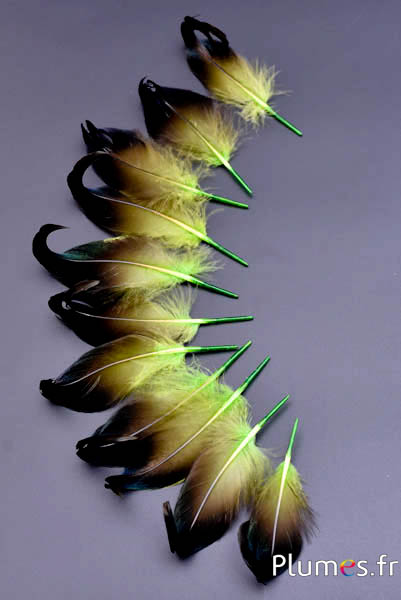 Canard boucles - 6-9 cm - lime